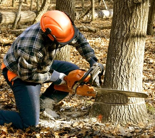 Tree Removal in Joy, IL